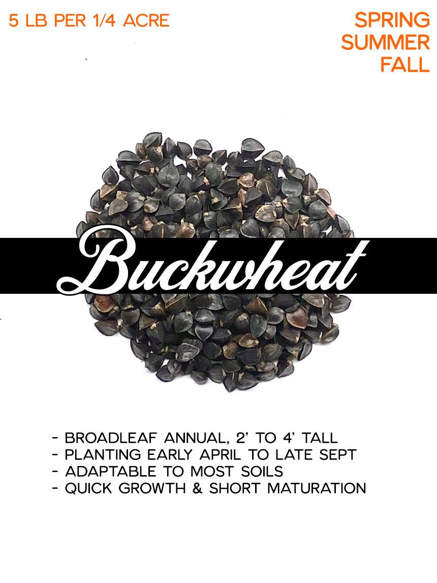 Buckwheat
