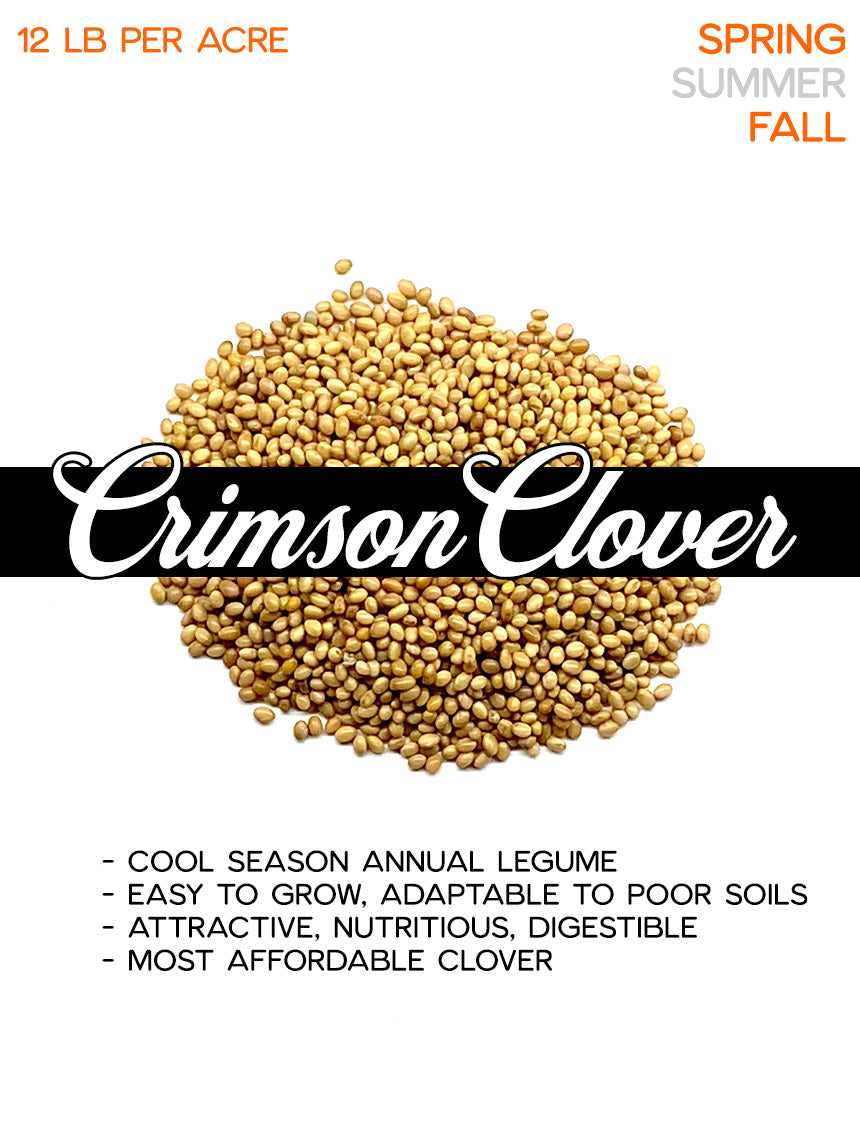 Crimson Clover