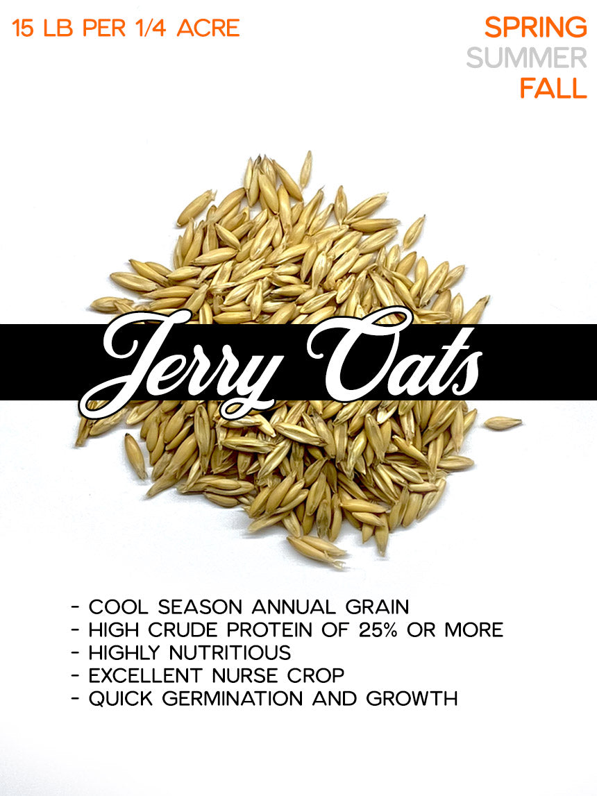 Spring Oats