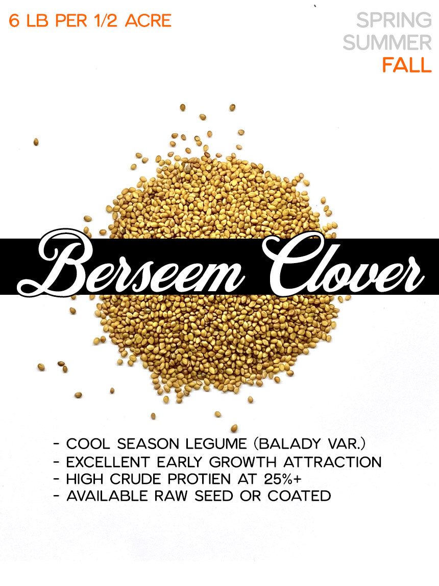 Berseem Clover