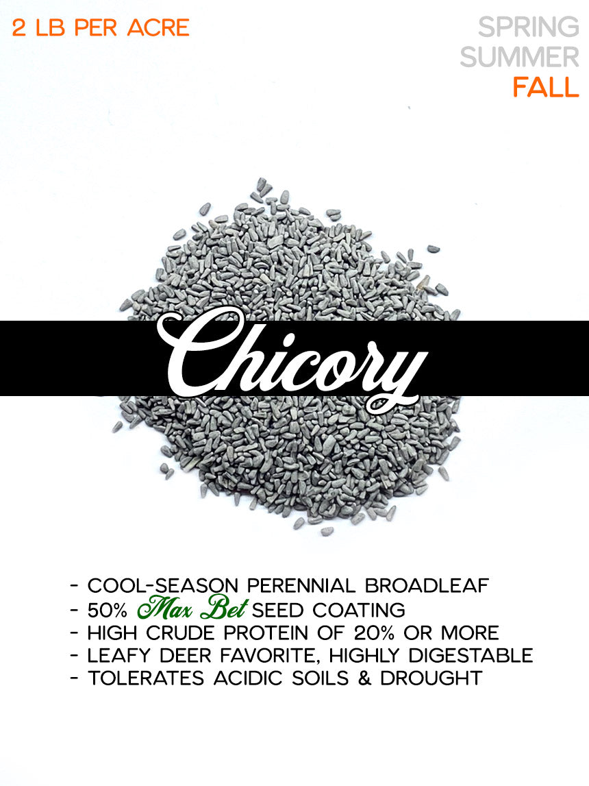 Six Point Chicory