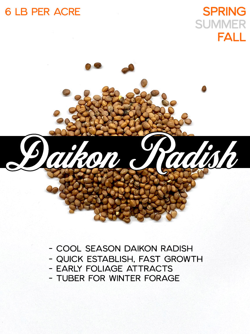 Daikon Radish